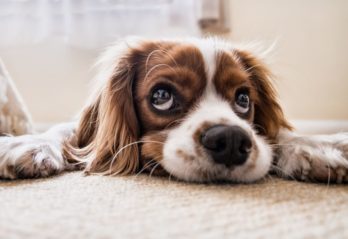världens bästa veterinär