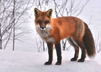 fakta om hundar för barn