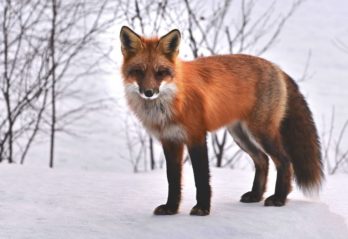 fakta om hundar för barn