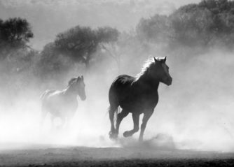 världens sötaste panda